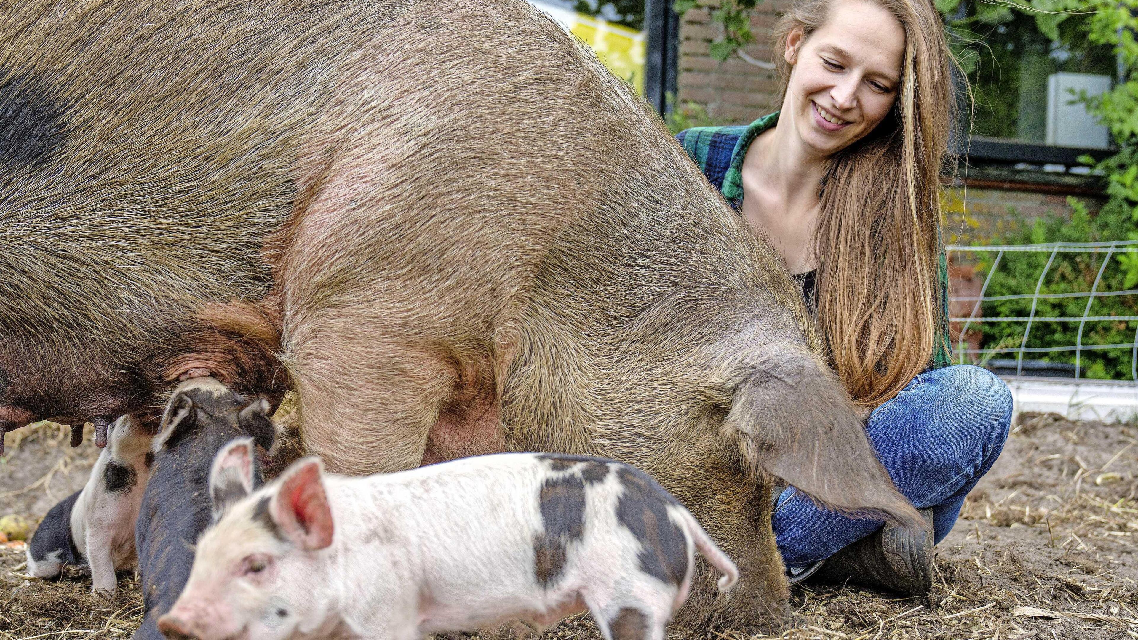 Varkens mateloos populair als onkruidverdelgers: ’De aanvragen zijn nauwelijks bij te benen’